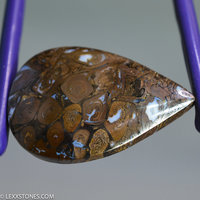 Opalized Paleo Osmunda Fern Petrified Wood  Gemstone Cabochon Hand Crafted By LEXX STONES 65 Carats